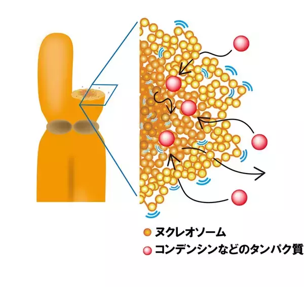 「超解像顕微鏡が解き明かす染色体凝縮の仕組み」の画像