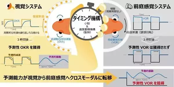 【中部大学】視覚と前庭感覚間で予測的な感覚運動変換能力が転移することを金魚で発見―視覚刺激に対して獲得された予測的な目の動きが前庭刺激で誘発される目の動きに転移―