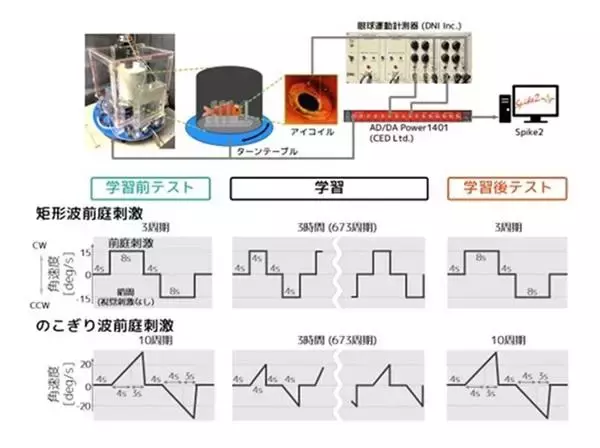 「【中部大学】視覚と前庭感覚間で予測的な感覚運動変換能力が転移することを金魚で発見―視覚刺激に対して獲得された予測的な目の動きが前庭刺激で誘発される目の動きに転移―」の画像