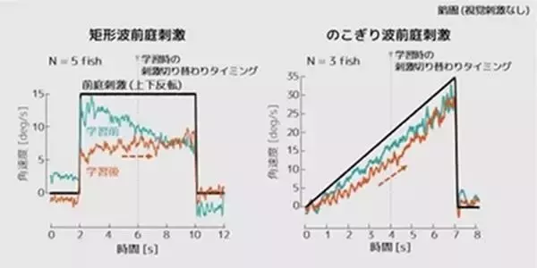 「【中部大学】視覚と前庭感覚間で予測的な感覚運動変換能力が転移することを金魚で発見―視覚刺激に対して獲得された予測的な目の動きが前庭刺激で誘発される目の動きに転移―」の画像