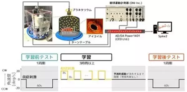 「【中部大学】視覚と前庭感覚間で予測的な感覚運動変換能力が転移することを金魚で発見―視覚刺激に対して獲得された予測的な目の動きが前庭刺激で誘発される目の動きに転移―」の画像