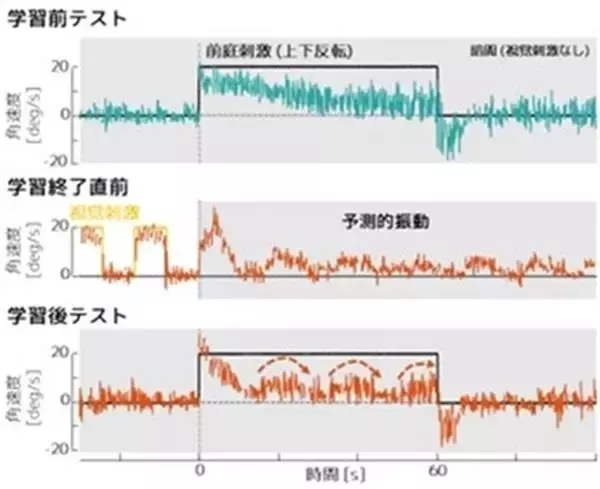 「【中部大学】視覚と前庭感覚間で予測的な感覚運動変換能力が転移することを金魚で発見―視覚刺激に対して獲得された予測的な目の動きが前庭刺激で誘発される目の動きに転移―」の画像