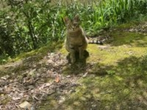【京都産業大学】― 学生がつくる、猫と共生するキャンパス ―学生主体による「まちねこ活動」京都産業大学ボランティア団体「むすびねこ」本格始動！
