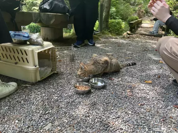 「【京都産業大学】― 学生がつくる、猫と共生するキャンパス ―学生主体による「まちねこ活動」京都産業大学ボランティア団体「むすびねこ」本格始動！」の画像