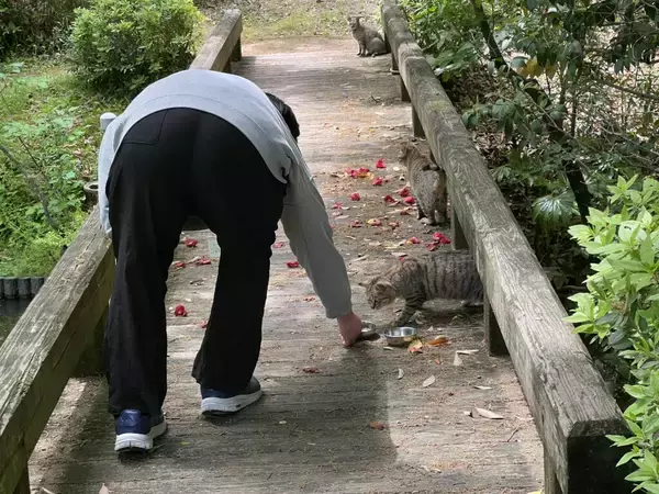 「【京都産業大学】― 学生がつくる、猫と共生するキャンパス ―学生主体による「まちねこ活動」京都産業大学ボランティア団体「むすびねこ」本格始動！」の画像