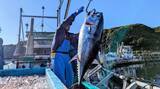 「鹿児島県瀬戸内町のふるさと納税返礼品として奄美大島で完全養殖した近大マグロを丸ごと1尾提供！」の画像1