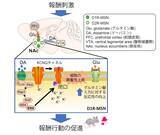 「“意欲”スイッチをONにするメカニズムを解明」の画像1