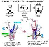 「【横浜市立大学】ヘテロクロマチン形成促進の分子機構ヒストンH1の役割」の画像1