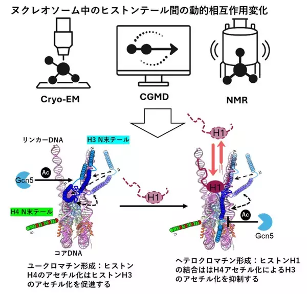 【横浜市立大学】ヘテロクロマチン形成促進の分子機構ヒストンH1の役割