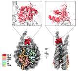 「【横浜市立大学】ヘテロクロマチン形成促進の分子機構ヒストンH1の役割」の画像2
