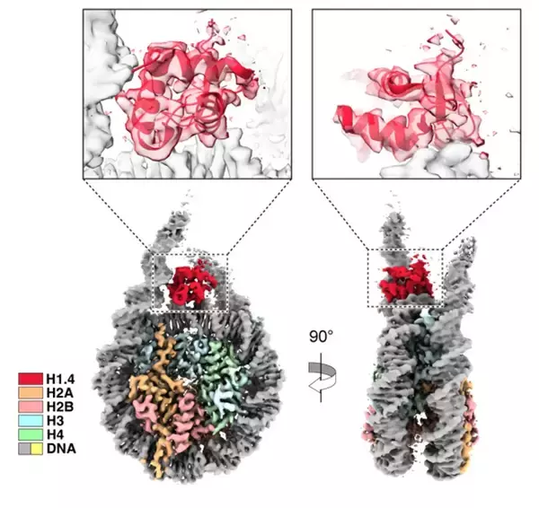 「【横浜市立大学】ヘテロクロマチン形成促進の分子機構ヒストンH1の役割」の画像