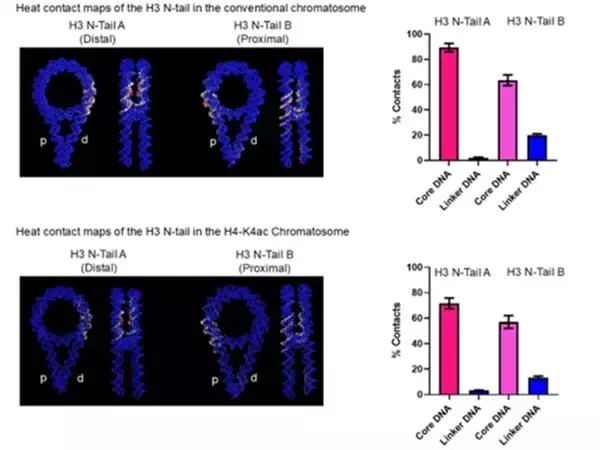 「【横浜市立大学】ヘテロクロマチン形成促進の分子機構ヒストンH1の役割」の画像