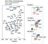 「【横浜市立大学】ヘテロクロマチン形成促進の分子機構ヒストンH1の役割」の画像4