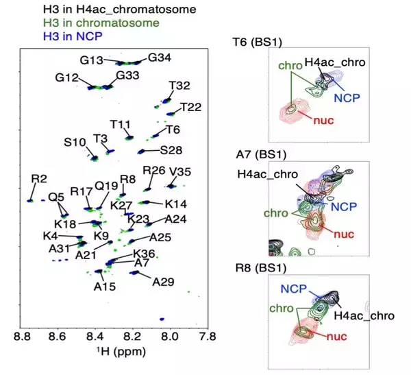 「【横浜市立大学】ヘテロクロマチン形成促進の分子機構ヒストンH1の役割」の画像