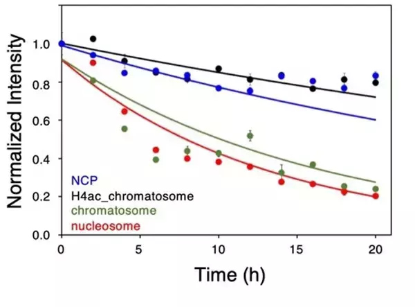 「【横浜市立大学】ヘテロクロマチン形成促進の分子機構ヒストンH1の役割」の画像