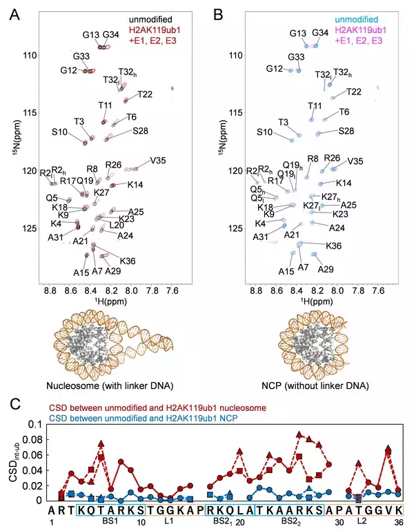 「遺伝子の抑制にかかわるヒストンネットワークの動的構造を初めて解明」の画像