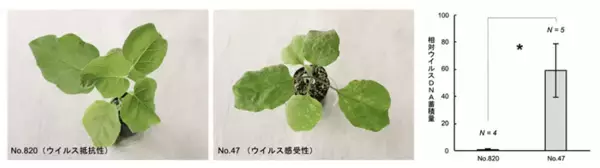 世界初！ 新しいウイルス抵抗性遺伝子をナスから特定　世界中の農作物のウイルス病被害低減に繋がる成果