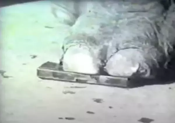 「“象がふんでもこわれない！”『アーム筆入』生誕60周年記念！参加型企画「アームくんデザインコンペ」を開催」の画像