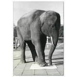 「“象がふんでもこわれない！”『アーム筆入』生誕60周年記念！参加型企画「アームくんデザインコンペ」を開催」の画像15