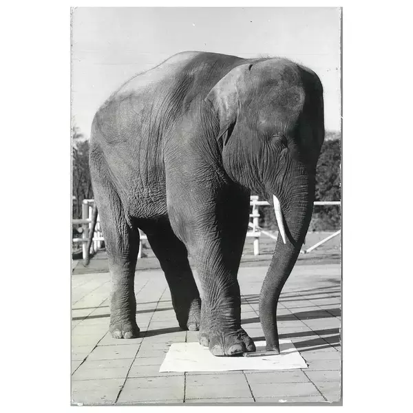 「“象がふんでもこわれない！”『アーム筆入』生誕60周年記念！参加型企画「アームくんデザインコンペ」を開催」の画像