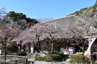 訪日外国人向けデジタルチケットに京王線・井の頭線一日乗車券と京王百草園入園券を追加し２月１８日（水）から順次発売を開始します！