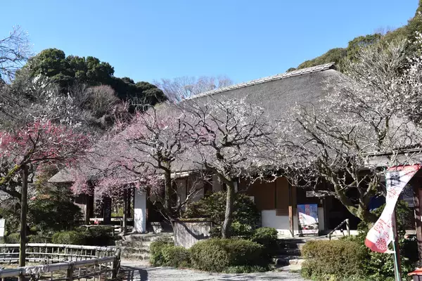 訪日外国人向けデジタルチケットに京王線・井の頭線一日乗車券と京王百草園入園券を追加し２月１８日（水）から順次発売を開始します！
