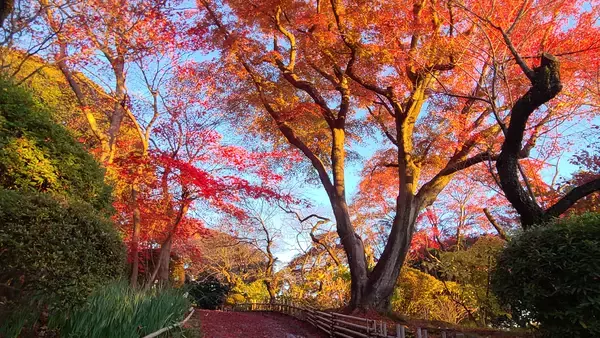 「訪日外国人向けデジタルチケットに京王線・井の頭線一日乗車券と京王百草園入園券を追加し２月１８日（水）から順次発売を開始します！」の画像