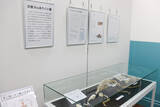 「日本獣医生命科学大学付属博物館が8月9日までミニ展示「日獣大のありくい展」を開催―武蔵境にある木造校舎にてミナミコアリクイの全身骨格標本を公開中」の画像1