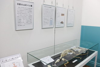 日本獣医生命科学大学付属博物館が8月9日までミニ展示「日獣大のありくい展」を開催―武蔵境にある木造校舎にてミナミコアリクイの全身骨格標本を公開中