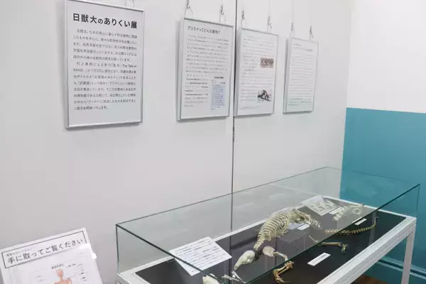 日本獣医生命科学大学付属博物館が8月9日までミニ展示「日獣大のありくい展」を開催―武蔵境にある木造校舎にてミナミコアリクイの全身骨格標本を公開中