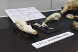 「日本獣医生命科学大学付属博物館が8月9日までミニ展示「日獣大のありくい展」を開催―武蔵境にある木造校舎にてミナミコアリクイの全身骨格標本を公開中」の画像2