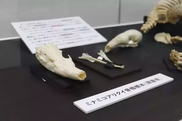 「日本獣医生命科学大学付属博物館が8月9日までミニ展示「日獣大のありくい展」を開催―武蔵境にある木造校舎にてミナミコアリクイの全身骨格標本を公開中」の画像