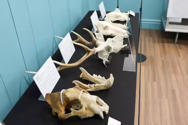 「日本獣医生命科学大学付属博物館が8月9日までミニ展示「日獣大のありくい展」を開催―武蔵境にある木造校舎にてミナミコアリクイの全身骨格標本を公開中」の画像