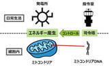 「胚発生とミトコンドリアDNA変異の新たな関係性を発見」の画像2