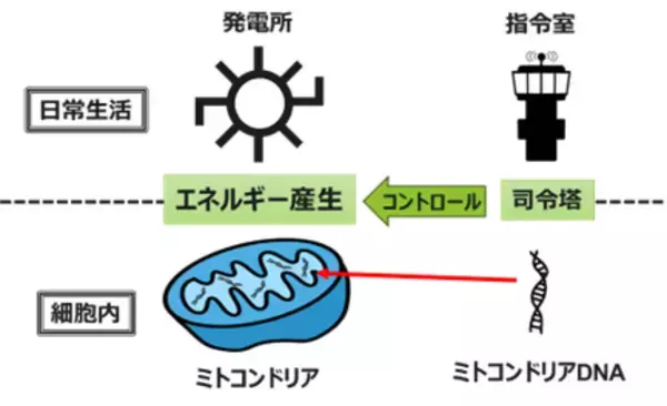 「胚発生とミトコンドリアDNA変異の新たな関係性を発見」の画像