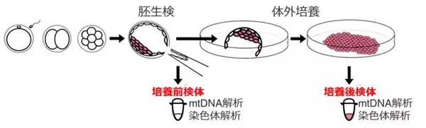 「胚発生とミトコンドリアDNA変異の新たな関係性を発見」の画像