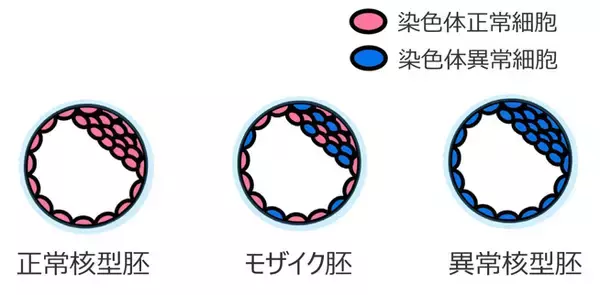 「胚発生とミトコンドリアDNA変異の新たな関係性を発見」の画像
