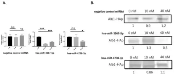 「【東京医科大学】マイクロRNAがもたらす新たな真菌症治療法の可能性 〜真菌症に対する核酸医薬品の開発推進と治療への応用に期待〜」の画像