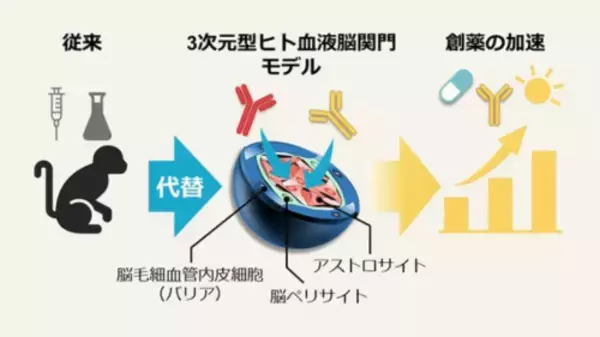 【東京薬科大学】生体模倣システムによる脳移行性抗体の評価、サルとの相関を実証－“動物実験に頼らない次世代創薬”に向け、大きく前進－