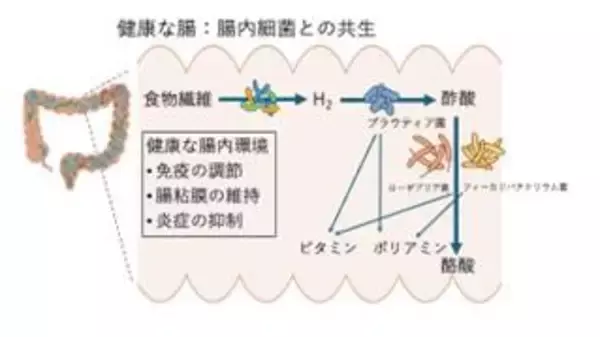「【中部大学】日本型食が、パーキンソン病の運動症状進行"抑制"の可能性を示唆─ 和食×腸内細菌で"進行にブレーキ"の兆し ─」の画像