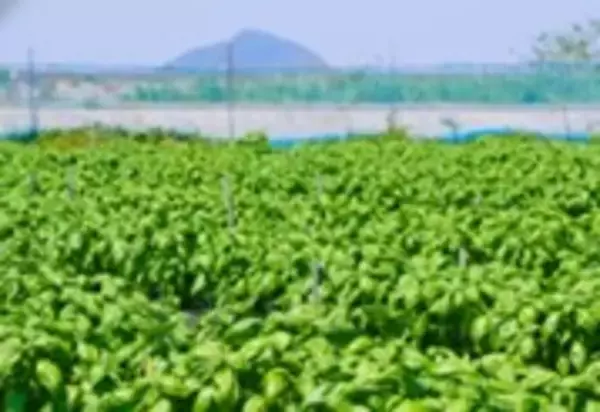 「デニーズ　夏の大人気メニューが再び！飯田商店監修「アジアン冷やし豆乳担々麺」＆「生ハムとアボカドの冷製ジェノベーゼ～カペリーニ」5月20日（水）より販売」の画像