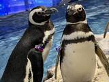 「【すみだ水族館】ペンギンたちの関係性を最新版にアップデート!「すみだペンギン相関図2025」を公開」の画像2