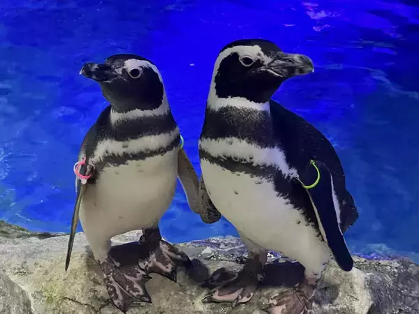 「【すみだ水族館】ペンギンたちの関係性を最新版にアップデート!「すみだペンギン相関図2025」を公開」の画像