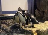 「【すみだ水族館】ペンギンたちの関係性を最新版にアップデート!「すみだペンギン相関図2025」を公開」の画像4