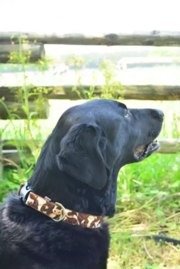 「那須千本松牧場が約120本のカラフル傘で梅雨を彩る期間限定イベント「千本松アンブレラウォーク」を初開催」の画像
