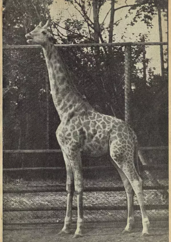 「【日本獣医生命科学大学】付属博物館監修の書籍『キリンが来た道　麒麟児 長次郎の歩み』が3月23日に刊行 ― 謎のキリンの骨格標本の正体に迫る」の画像