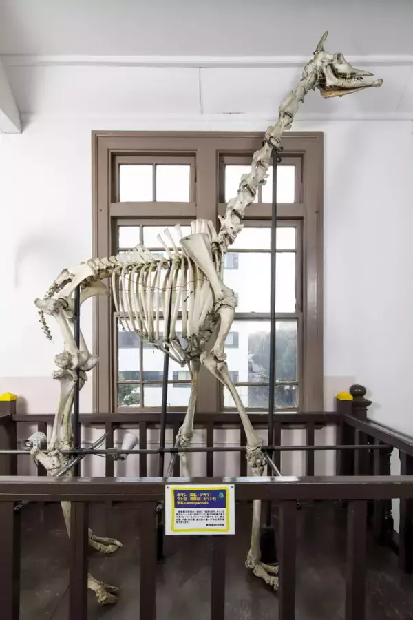 「【日本獣医生命科学大学】付属博物館監修の書籍『キリンが来た道　麒麟児 長次郎の歩み』が3月23日に刊行 ― 謎のキリンの骨格標本の正体に迫る」の画像