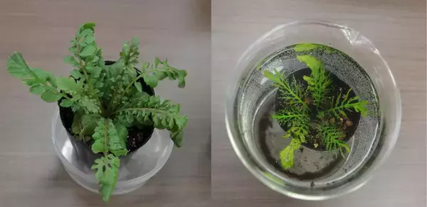 「【京都産業大学】水陸両生植物の気孔の謎 -- 水没しても生き延びる仕組みを解明！ -- 国際学術誌 『Current Biology』に掲載」の画像