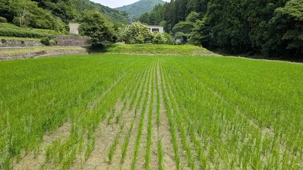 「エームサービス、水を張らない「節水型乾田直播栽培米」を導入」の画像