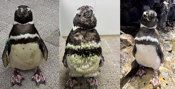【すみだ水族館】新しい羽に生え変わる「換羽」を迎えたペンギンたちに注目!換羽を知り、体験できる展示を7月30日より実施